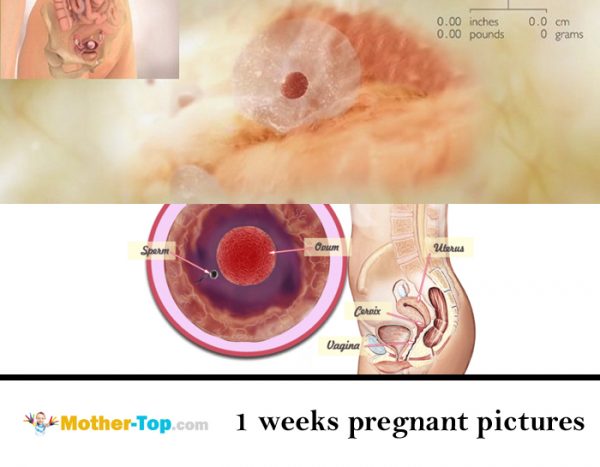 1 week pregnant pictures