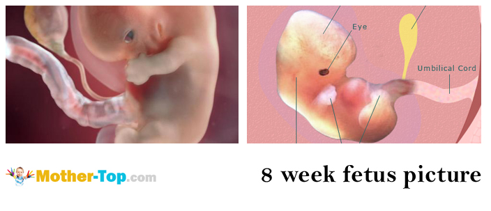 The 8th Week of Pregnancy. You and Your Baby | mother-top.com