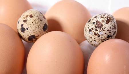 chicken-quail-eggs