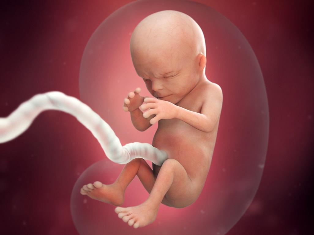 Image 14 Week Fetus