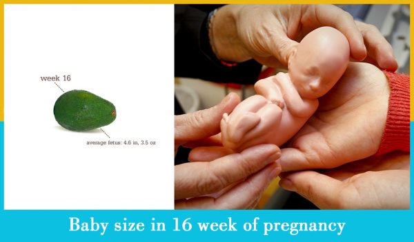 baby size in 16 week of pregnancy