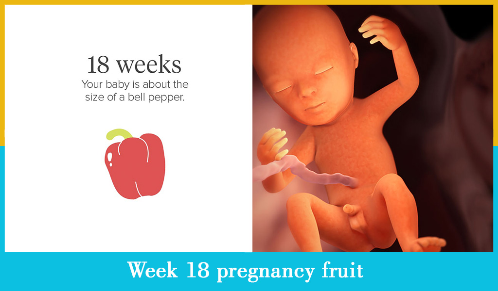 The eighteenth week of pregnancy | mother-top.com