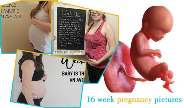 16 week pregnancy pictures
