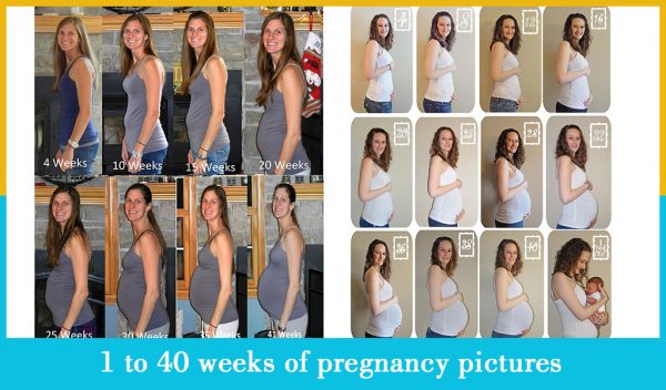 1 to 40 weeks of pregnancy pictures