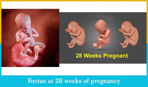 foetus at 28 weeks of pregnancy