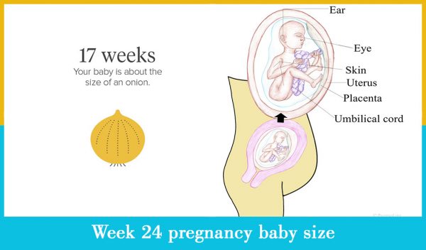 week 24 pregnancy baby size