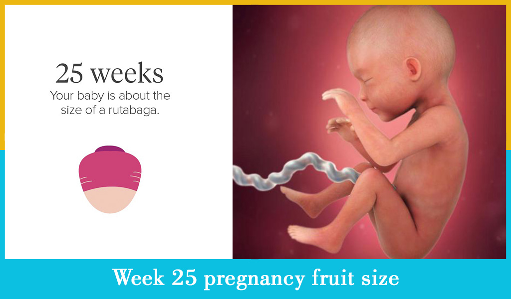The 25th week of pregnancy | mother-top.com
 25 Weeks Pregnant Baby Size