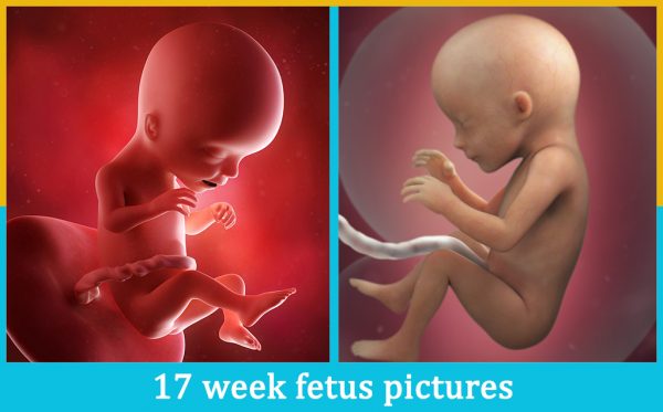17 week fetus pictures